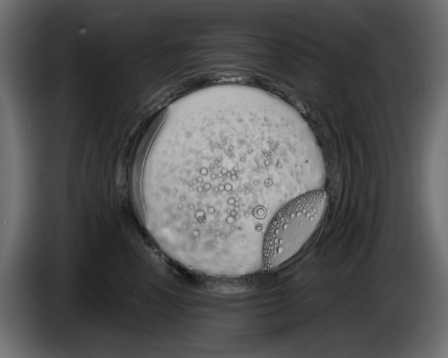 X0000083000666200703020905