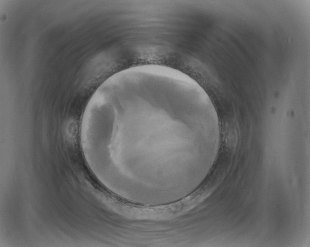 X0000083010036200702161602