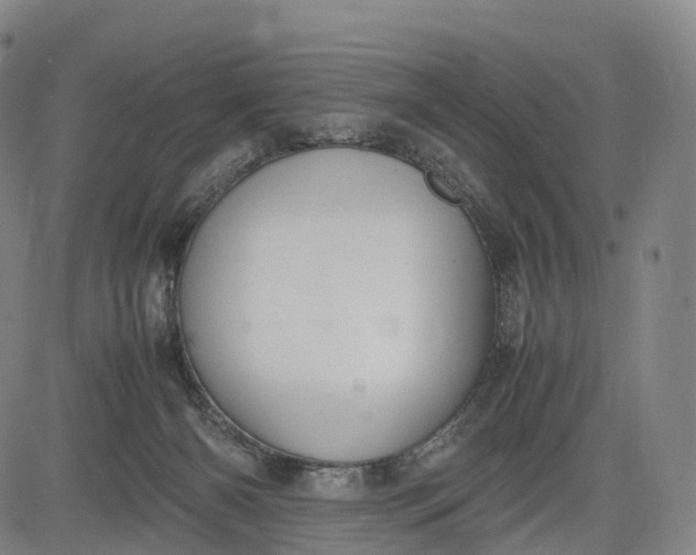 X0000083010126200702161601