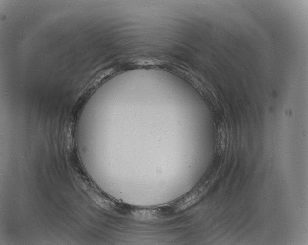 X0000083010422200702161556