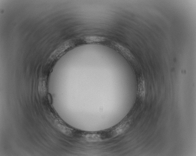 X0000083010426200702161556