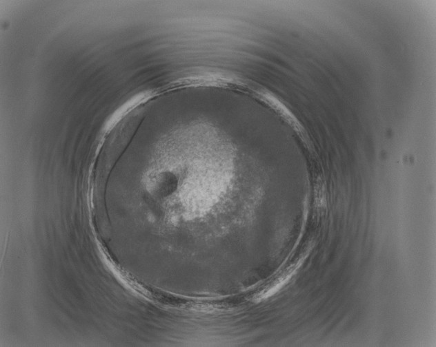 X0000083011034200702161546