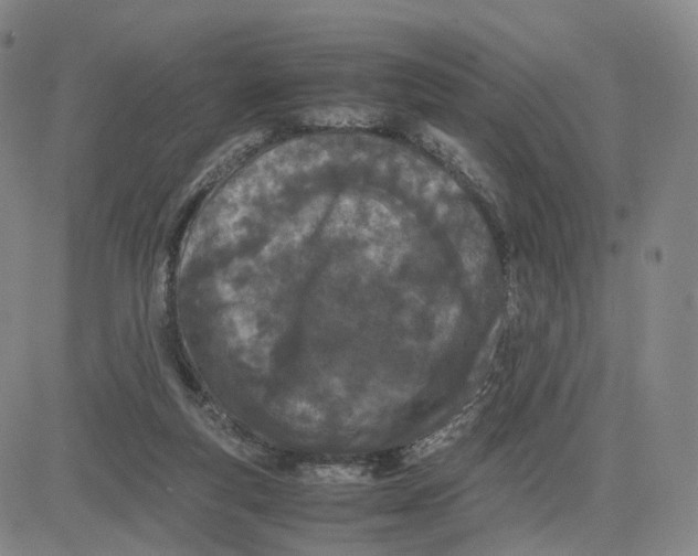 X0000083010163200702231821