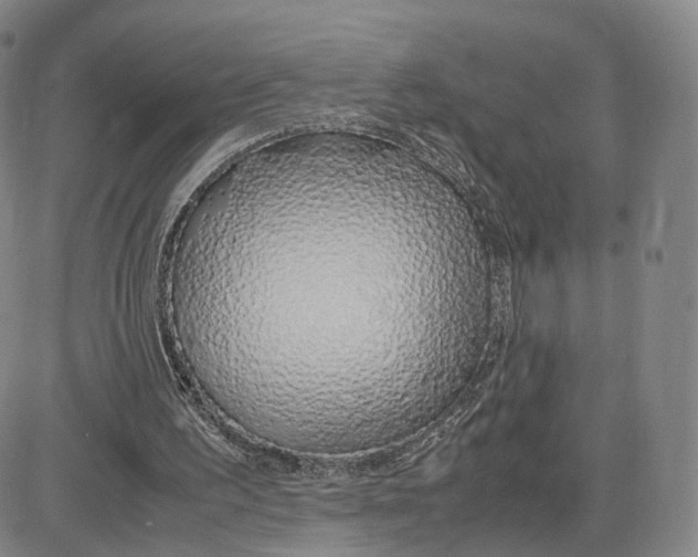 X0000083010195200702231821