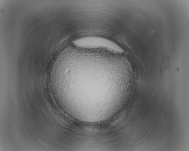 X0000083010264200702231820