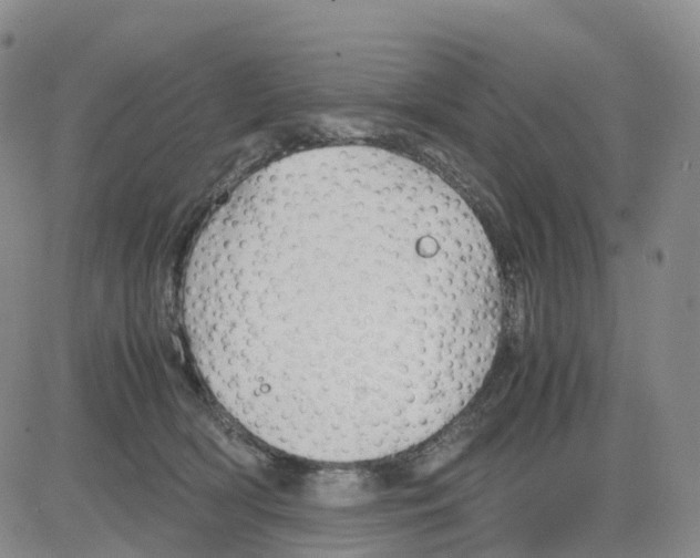 X0000083010418200702231817