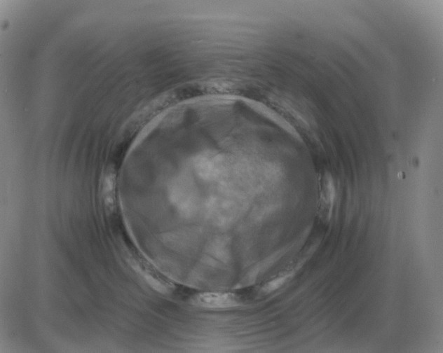 X0000083010526200702231815