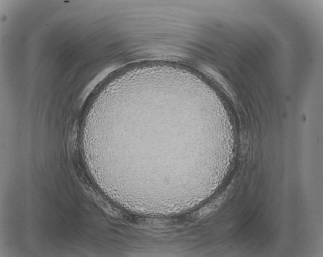 X0000083010875200702231810