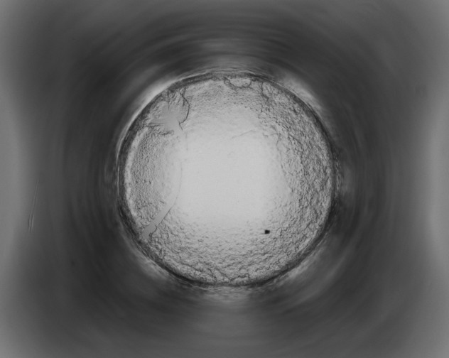 X0000083010836200703021939