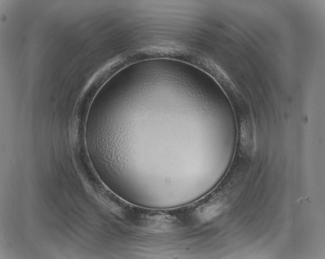 X0000083020396200702021120