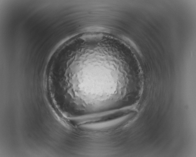 X0000083021125200702091310