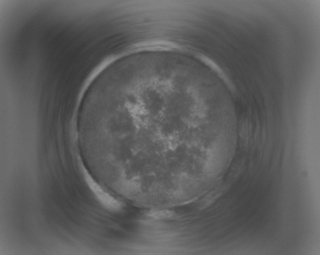 X0000083021466200702091304