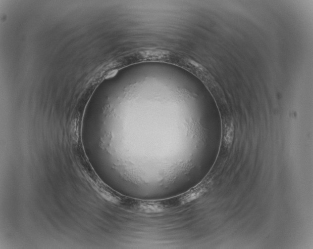 X0000083020666200702161618