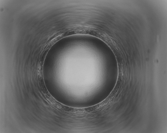 X0000083020964200702161612