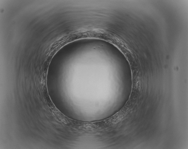 X0000083020966200702161612