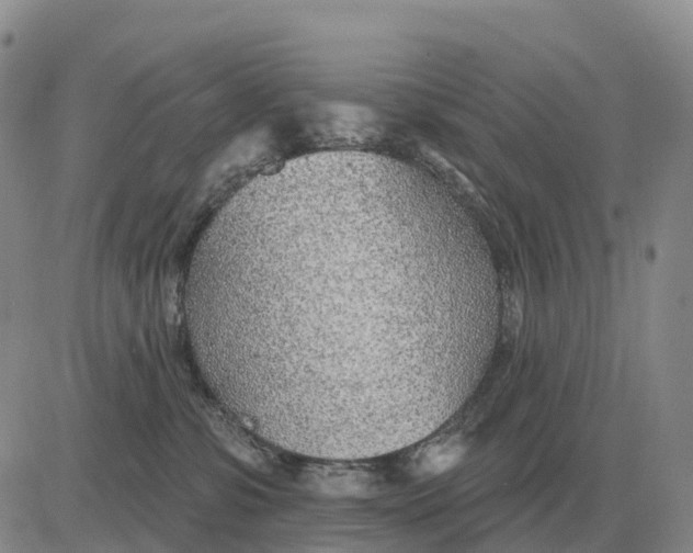 X0000083020331200702231844