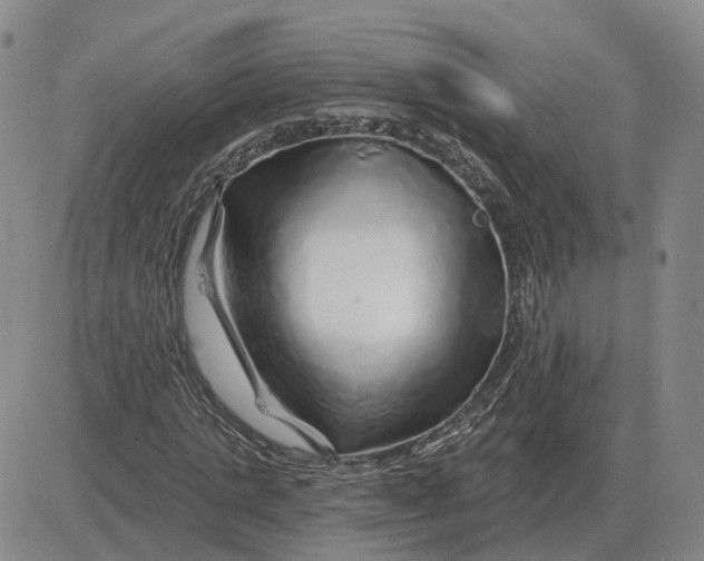 X0000083020821200702231835