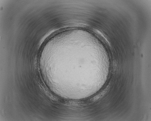 X0000083020875200702231835