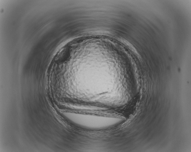 X0000083021031200702231832