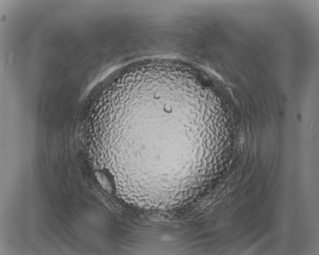 X0000083021255200702231829
