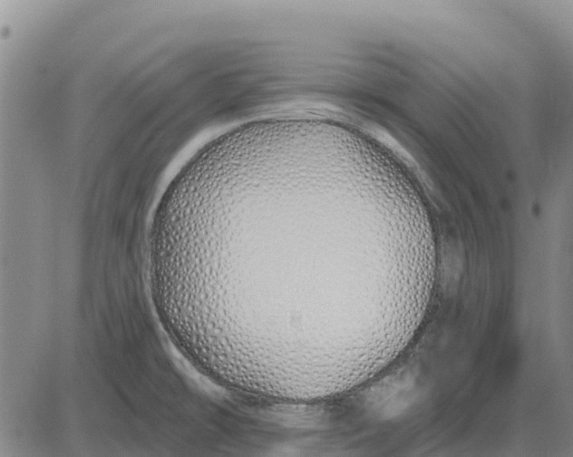 X0000083021478200702231825
