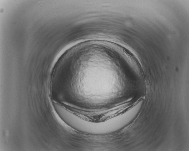 X0000083021531200702231825
