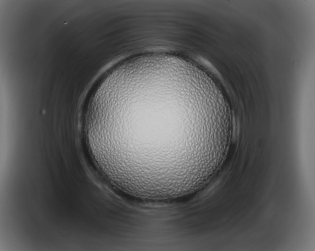 X0000083020435200703022007