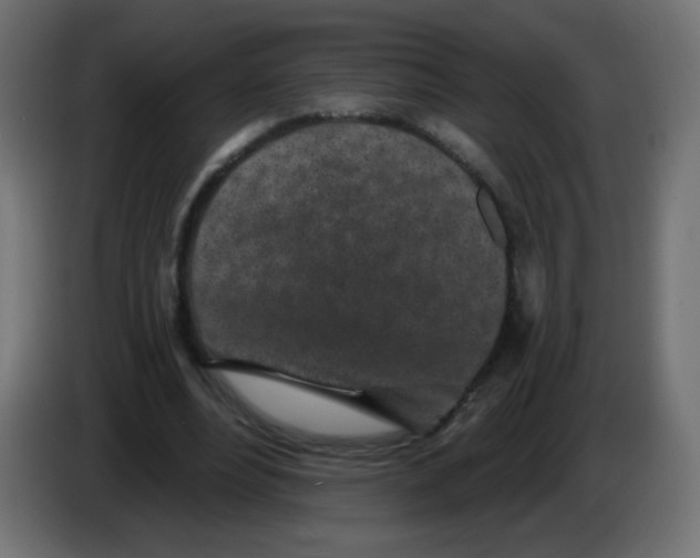 X0000083020488200703022007