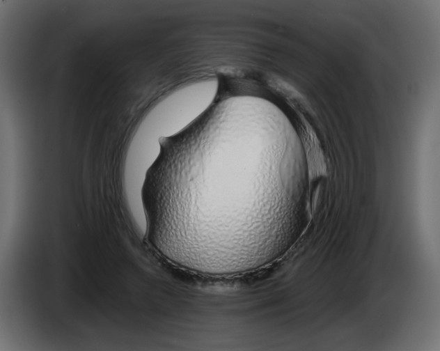 X0000083020546200703022006