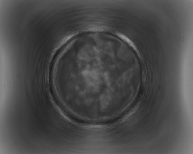 X0000083020581200703022006