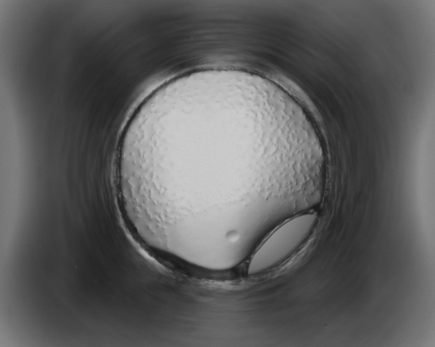 X0000083020855200703022002