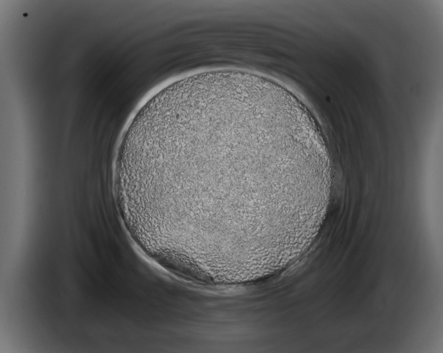 X0000083021535200703021951