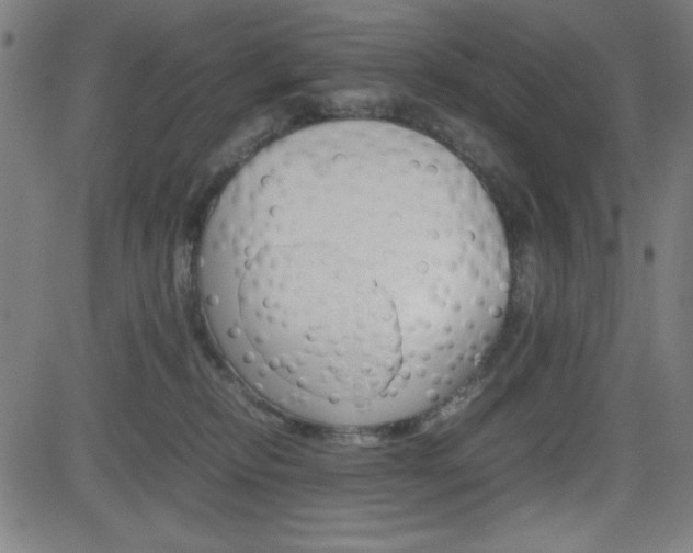 X0000083030278200702020925