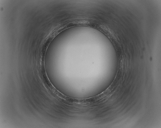 X0000083030739200702020917