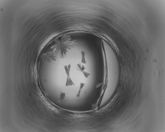 X0000083030796200702161640