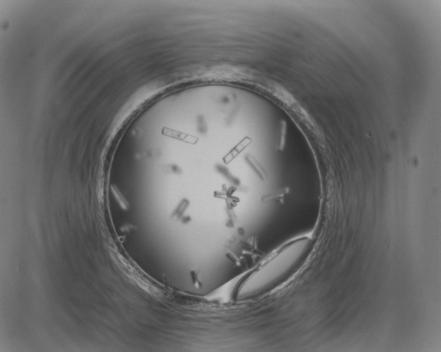 X0000083031232200702161633