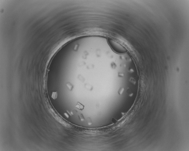 X0000083031236200702161633