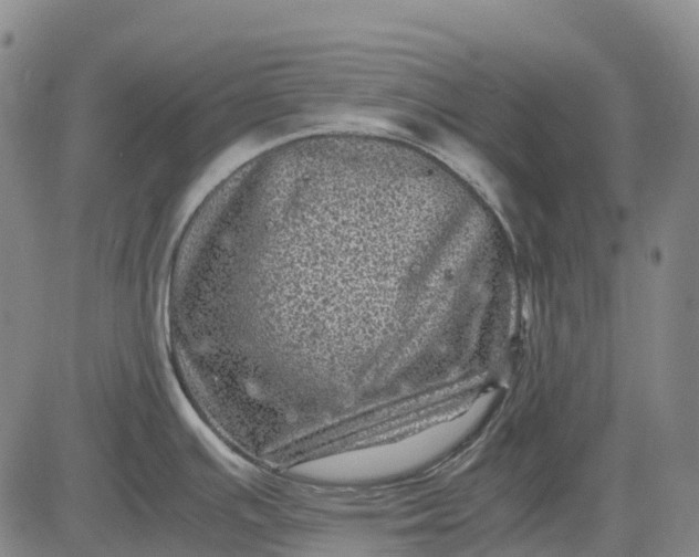 X0000083031391200702161630