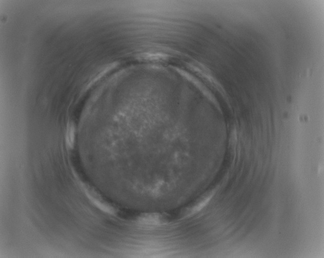 X0000083030076200702231915