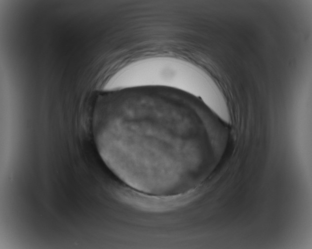 X0000083030035200703022036