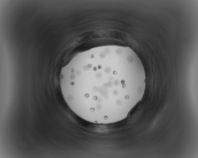 X0000083030091200703022036