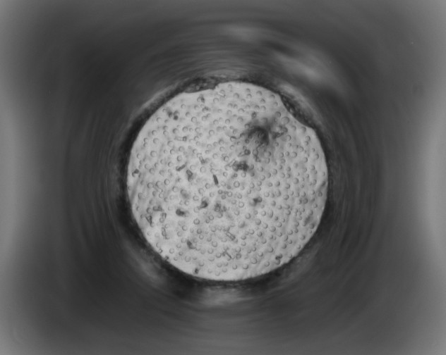 X0000083030354200703022031