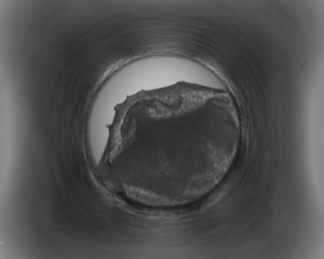 X0000083030434200703022029