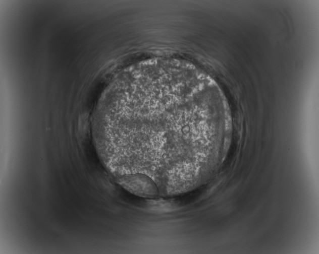 X0000083030511200703022029