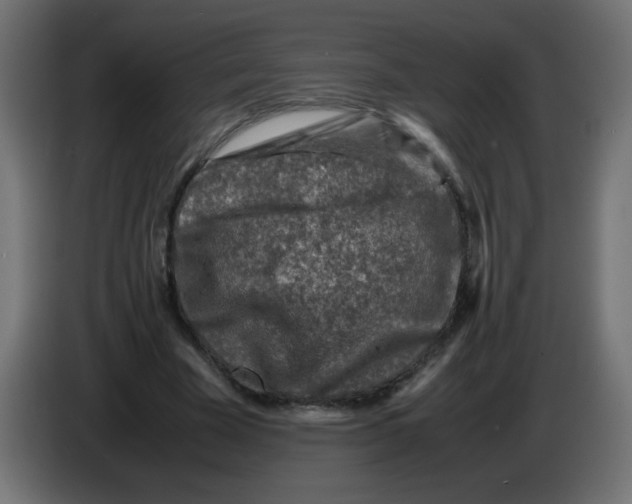 X0000083030585200703022028