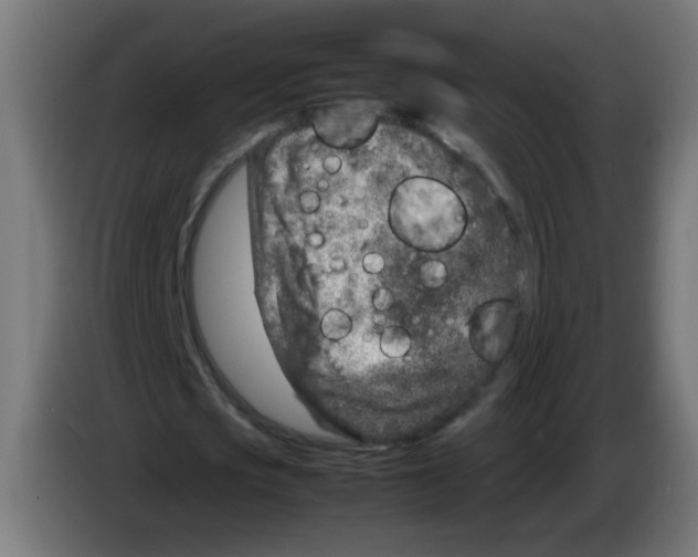 X0000083030721200703022025