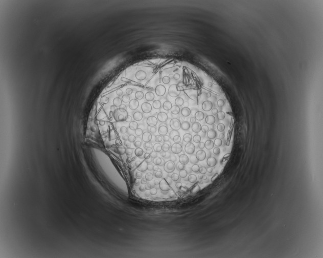 X0000083030734200703022026