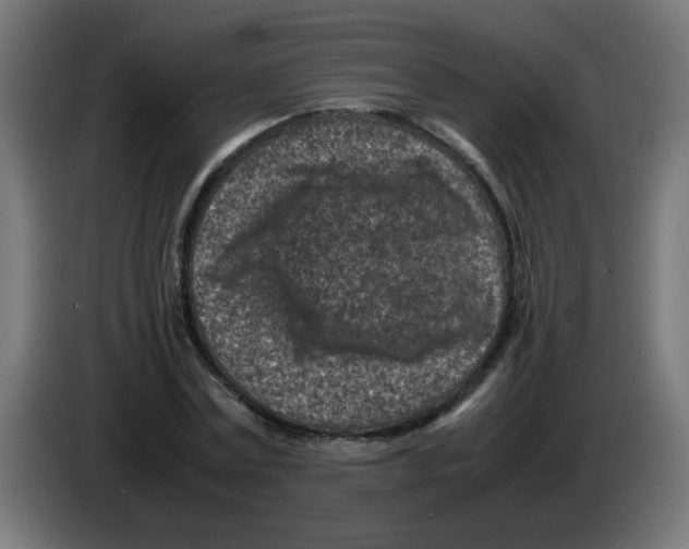 X0000083030779200703022025