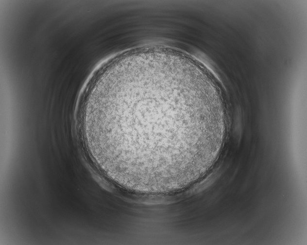 X0000083030832200703022024