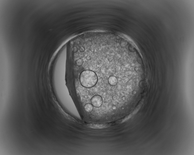 X0000083030835200703022024